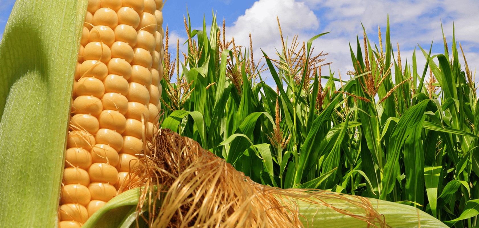 Сельскохозяйственные гибриды. Кукуруза - Zea Mays l.. Мексика Родина кукурузы. Кукуруза Кубанская сахарная. Семена гибрид кукурузы zp427 Top Harvest.