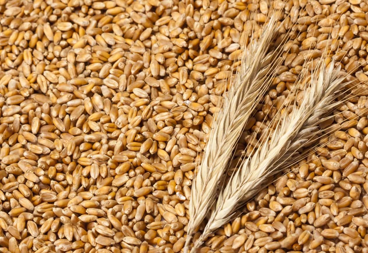 Озимая пшеница зерно