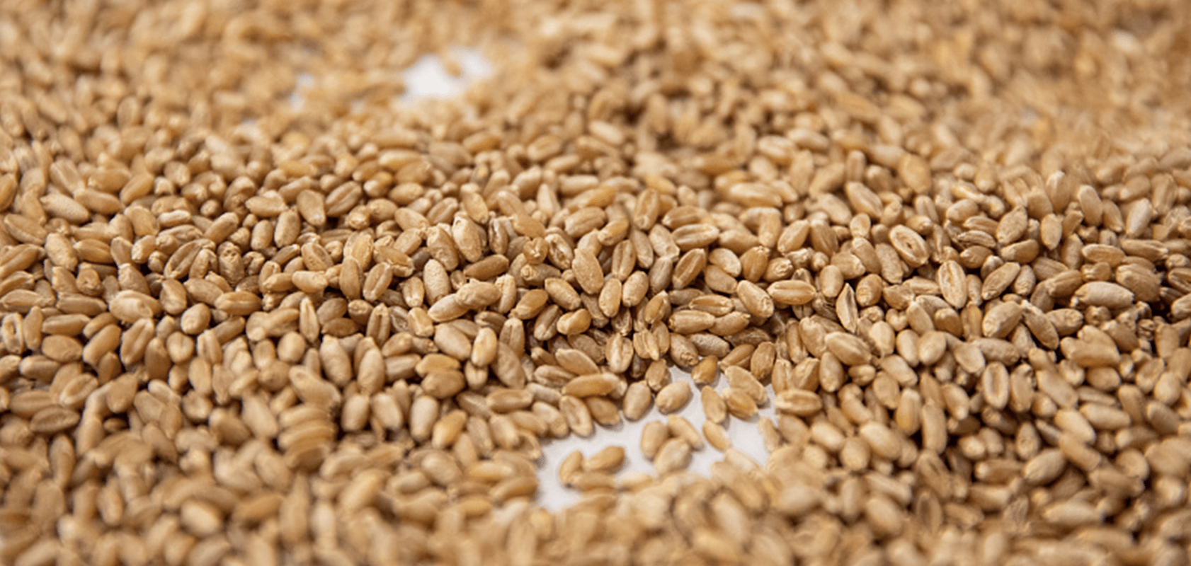 Реализуем зерно. Индия госзакупки зерна. Какой житель продаёт пшеницу.